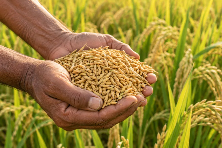 Paddy Selection and Sampling at Sri Balaji Rice Mill